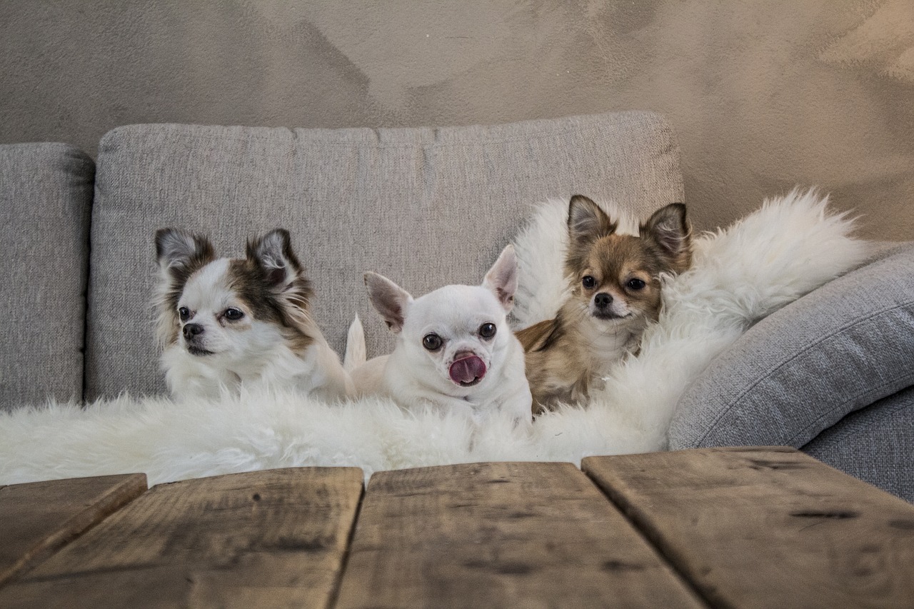 couch