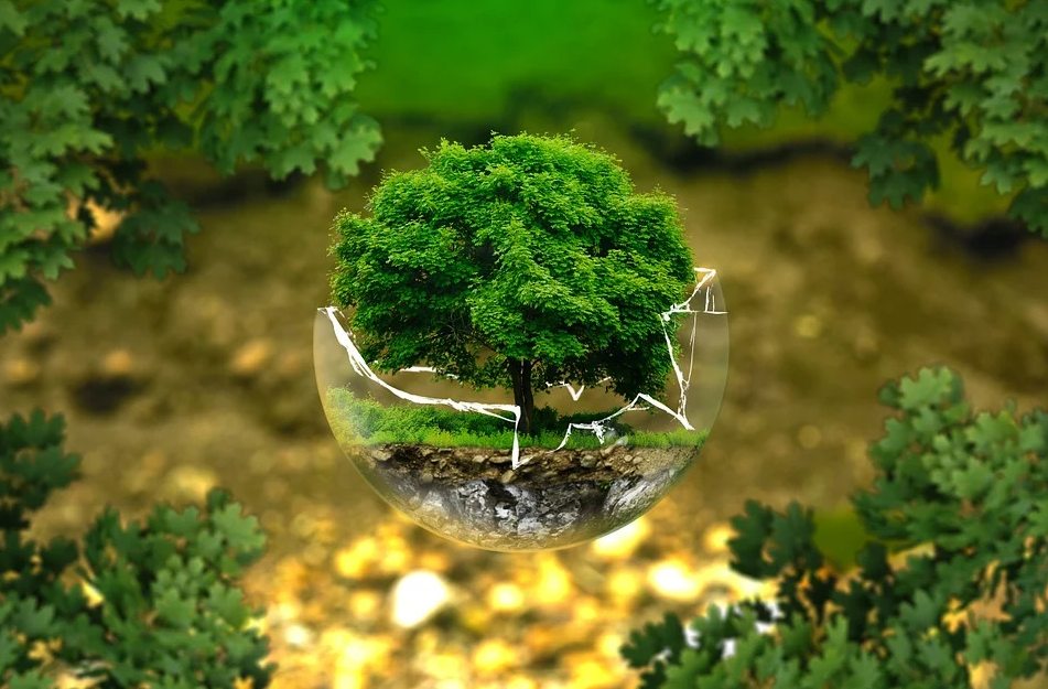 tree