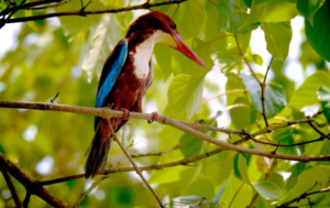 Wildlife Photographer