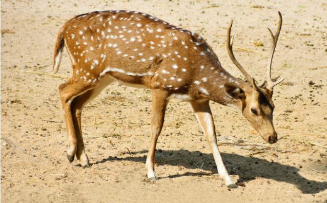 deer