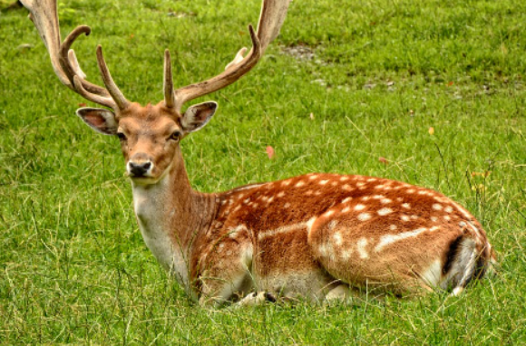 resting deer