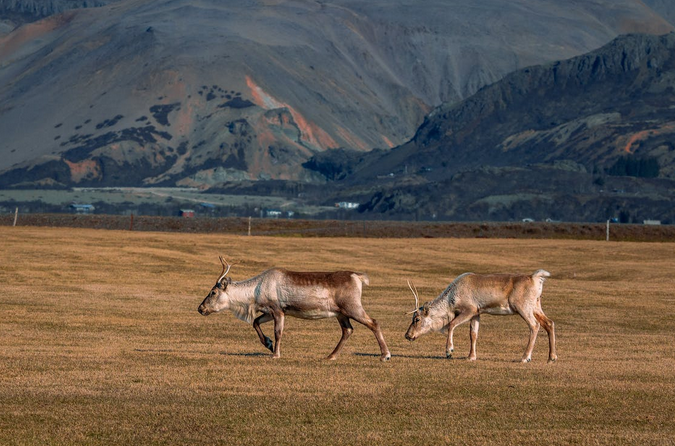 caribou