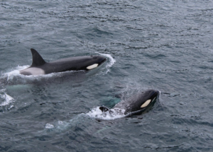 dolphins