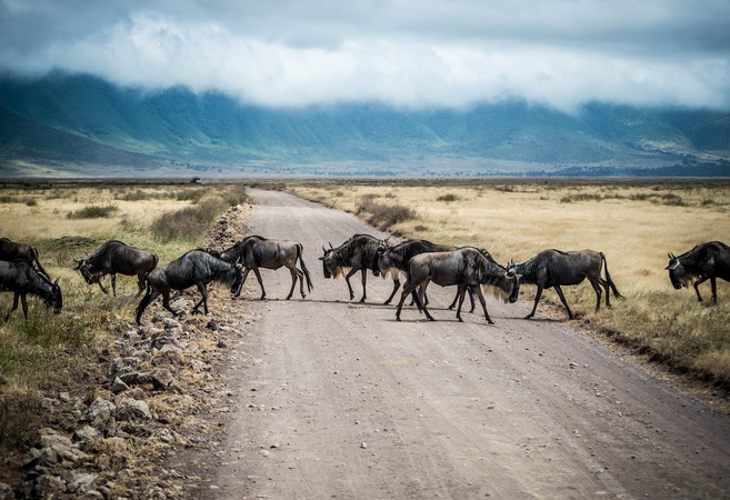 wildebeest